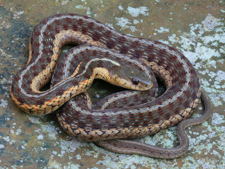 Eastern Garter Snake